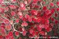 اسکنبیل مژه دار